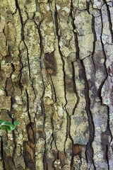 Rough, textured surface of tree bark with natural cracks and lichen growth, a detailed nature background or texture element. Hunua, Auckland, New Zealand