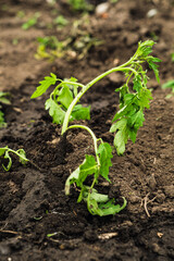 A young tomato plant is emerging from rich brown soil in a community garden. Sunlight illuminates the vibrant green leaves as they soak in the fresh spring air.