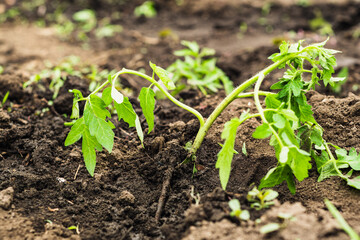 A young tomato plant is emerging from rich brown soil in a community garden. Sunlight illuminates the vibrant green leaves as they soak in the fresh spring air.
