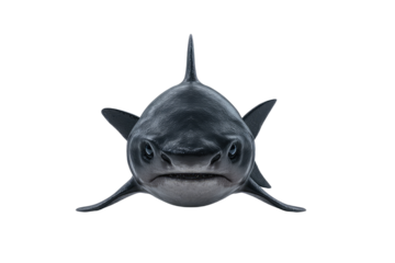 Front View of a Great White Shark Detailed 3D Render