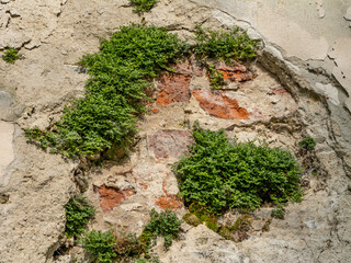 Maidenhair spleenwort (Asplenium ruta-muraria) growing in crevices of an old plaster and brick...