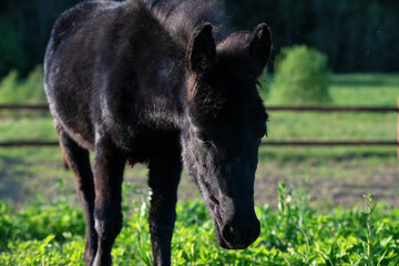 portrait of tiny funny black donkey-pony walking  in grass paddock at sunny evening