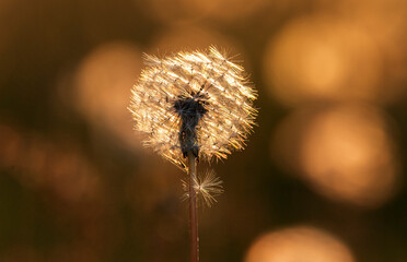 Dandelion