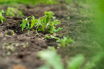 A young tomato plant is emerging from rich brown soil in a community garden. Sunlight illuminates the vibrant green leaves as they soak in the fresh spring air.