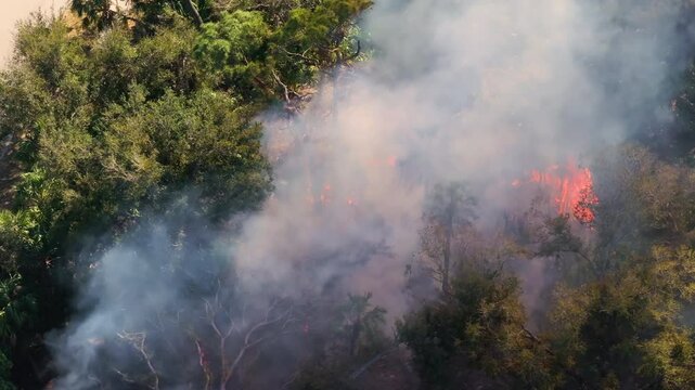 Scorching flames devour Florida forest vegetation during drought season, producing dense smoke and widespread fire damage