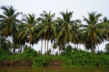 Obraz premium Dense grove of tall palm trees with lush green foliage along a muddy riverbank under an overcast sky