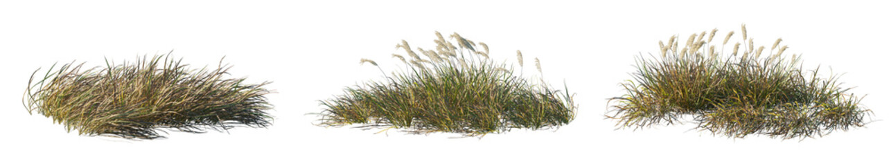 Imperata Cylindrica Rubra grass patch (Japanese Blood Grass, Red Baron) isolated png premium cutout...