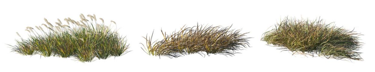 Imperata Cylindrica Rubra grass patch (Japanese Blood Grass, Red Baron) isolated png premium cutout...