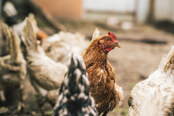 Several chickens, featuring various colors and patterns, are actively foraging on the ground in a farmyard. The environment suggests a vibrant, rural setting filled with life.