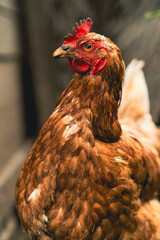 A brown hen stands confidently amidst rustic farm surroundings in the late afternoon light. The hen appears healthy and alert, showcasing its feathers and distinct features.