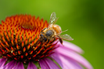 A bumblebee doing its job pollinating an echinacea flower.