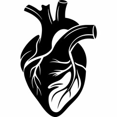 Anatomical heart vector illustration for medical design and health concepts with black and white heart art