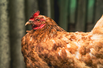 Brown hen roams freely in a rustic farm setting during the late afternoon