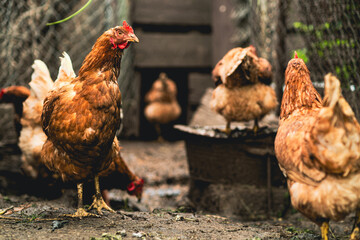 Brown hen roams freely in a rustic farm setting during the late afternoon