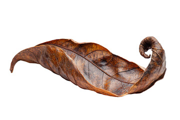 A dried leaf with a curled tip isolated on transparent background.