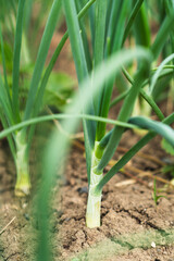 Obraz premium Fresh green onions thrive in a garden bed surrounded by healthy soil and lush greenery, reflecting the vitality of a sunlit growing season.