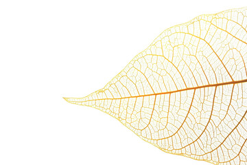 Detailed vein structure of a light beige leaf isolated on transparent background.