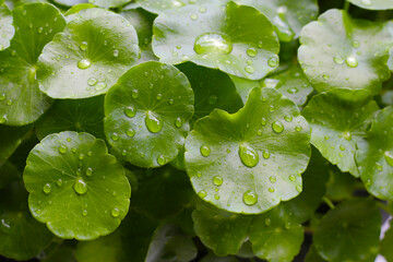 Centella asiatica, Fresh gotu kola leaves with water drops