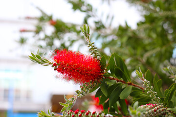 Red flower of bottle brush tree