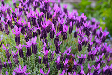 Fototapeta premium Beautiful purple flowers of French Lavender