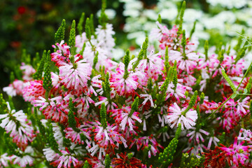 Erica verticillata in Japanese garden