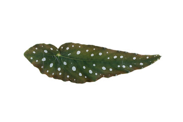 Begonia maculata leaves on white background.