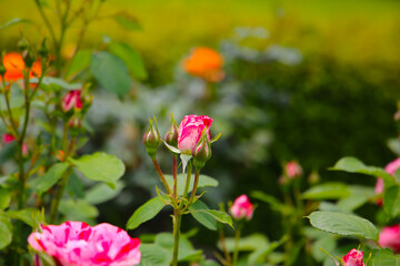 Beautiful roses in full bloom at the Japan Rose Garden.