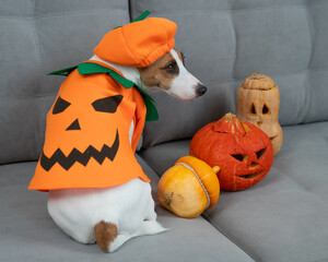 Jack Russell Terrier dog in pumpkin costume next to jack o lantern on sofa. 