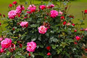 Beautiful roses in full bloom at the Japanese Rose Garden.