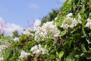 Coral vine, Mexican creeper, Chain of love, Pink vine, Honolulu Creeper