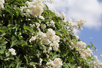 Coral vine, Mexican creeper, Chain of love, Pink vine, Honolulu Creeper