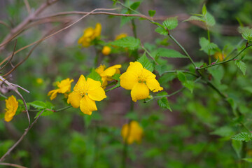 Kerria japonica, beautiful yellow flower with green leaves