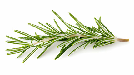 Fototapeta premium Fresh Rosemary Sprig Against White Background