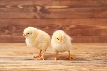 Cute little chicks on wooden background