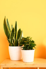 Green houseplants on shelf near yellow wall
