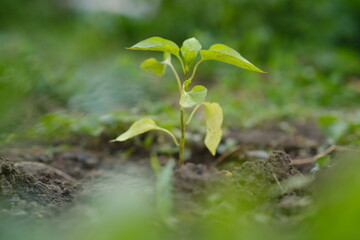 A young green pepper seedling emerges from dark soil, soaking in sunlight. Surrounding dirt shows signs of recent gardening, indicating care and cultivation.