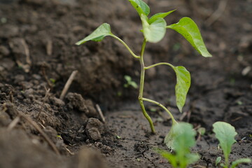 A young green pepper seedling emerges from dark soil, soaking in sunlight. Surrounding dirt shows signs of recent gardening, indicating care and cultivation.
