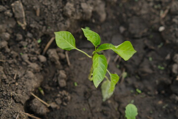 A young green pepper seedling emerges from dark soil, soaking in sunlight. Surrounding dirt shows signs of recent gardening, indicating care and cultivation.