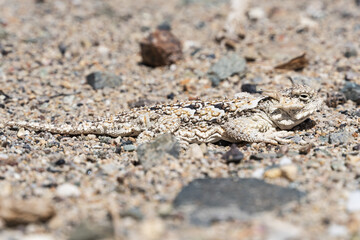 Side View Of A Southern Desert Horned Lizard Or Phrynosoma platyrhinos calidiarum