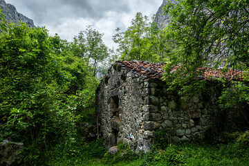 Abandoned stone house crumbling in lush green forest