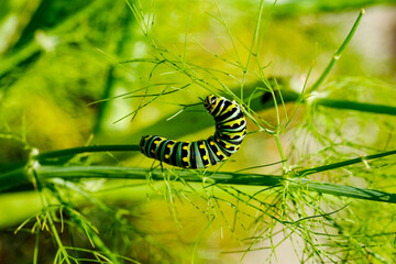 green caterpillar on a leaf