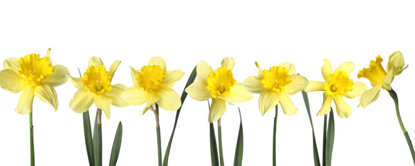 Aromatic yellow daffodil flowers on white background © New Africa
