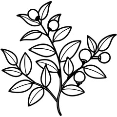 Minimal Barberry Illustration