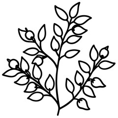 Minimal Barberry Illustration