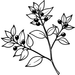 Minimal Barberry Illustration
