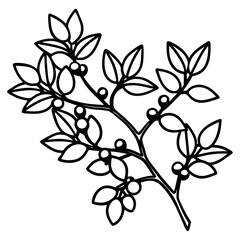 Minimal Barberry Illustration