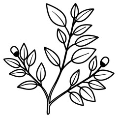 Minimal Barberry Illustration