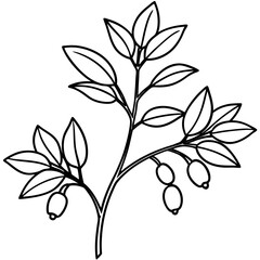 Minimal Barberry Illustration