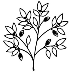 Minimal Barberry Illustration