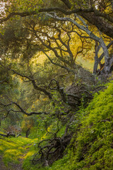 Sunlit forest path winding through twisted trees and lush green foliage